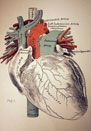 Heart Anatomy